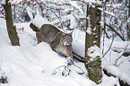 Eurasian Lynx