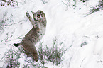 Eurasian Lynx