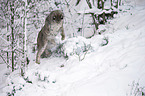 Eurasian Lynx