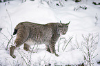 Eurasian Lynx