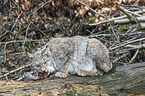 Eurasian Lynx