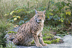 Eurasian Lynx