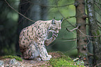 Eurasian Lynx