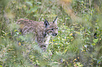 Eurasian Lynx