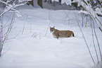 Eurasian Lynx