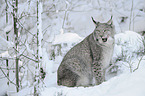 Eurasian Lynx