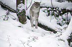 Eurasian Lynx