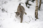 Eurasian Lynx