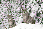 Eurasian Lynxes