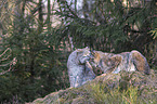 Eurasian Lynxes