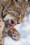 Eurasian Lynx