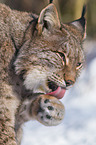 Eurasian Lynx