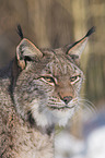 Eurasian Lynx
