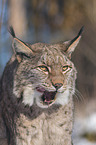 Eurasian Lynx