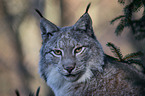 Eurasian Lynx