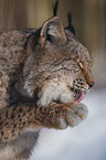 Eurasian Lynx