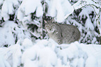 Lynx