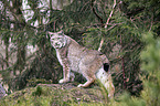 Eurasian Lynx
