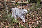 Eurasian Lynx