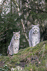 Eurasian Lynx