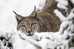 Eurasian Lynx