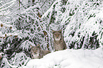 Eurasian Lynxes