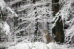 Eurasian Lynx