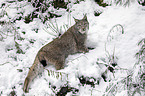Eurasian Lynx