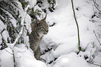 Eurasian Lynx