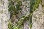 sitting cub
