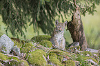 sitting cub