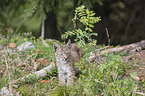 cub