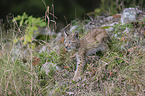 cub