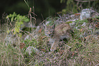 walking cub