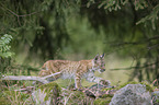 walking cub