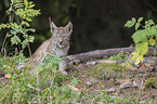 sitting cub