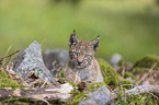 walking cub