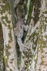 climbing cub