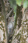climbing cub