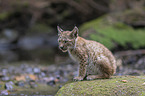 sitting cub