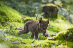 walking cub