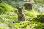 sitting cub