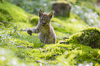 sitting cub