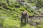 walking cub