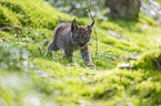 walking cub