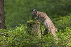 cub