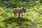 cub