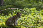 sitting cub