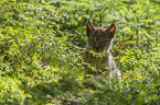 cub portrait