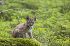 sitting cub